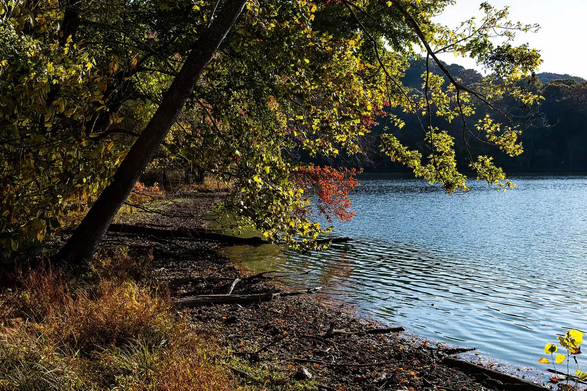 The shoreline of Radnor Lake in Radnor Lake State Park, just north of Brentwood