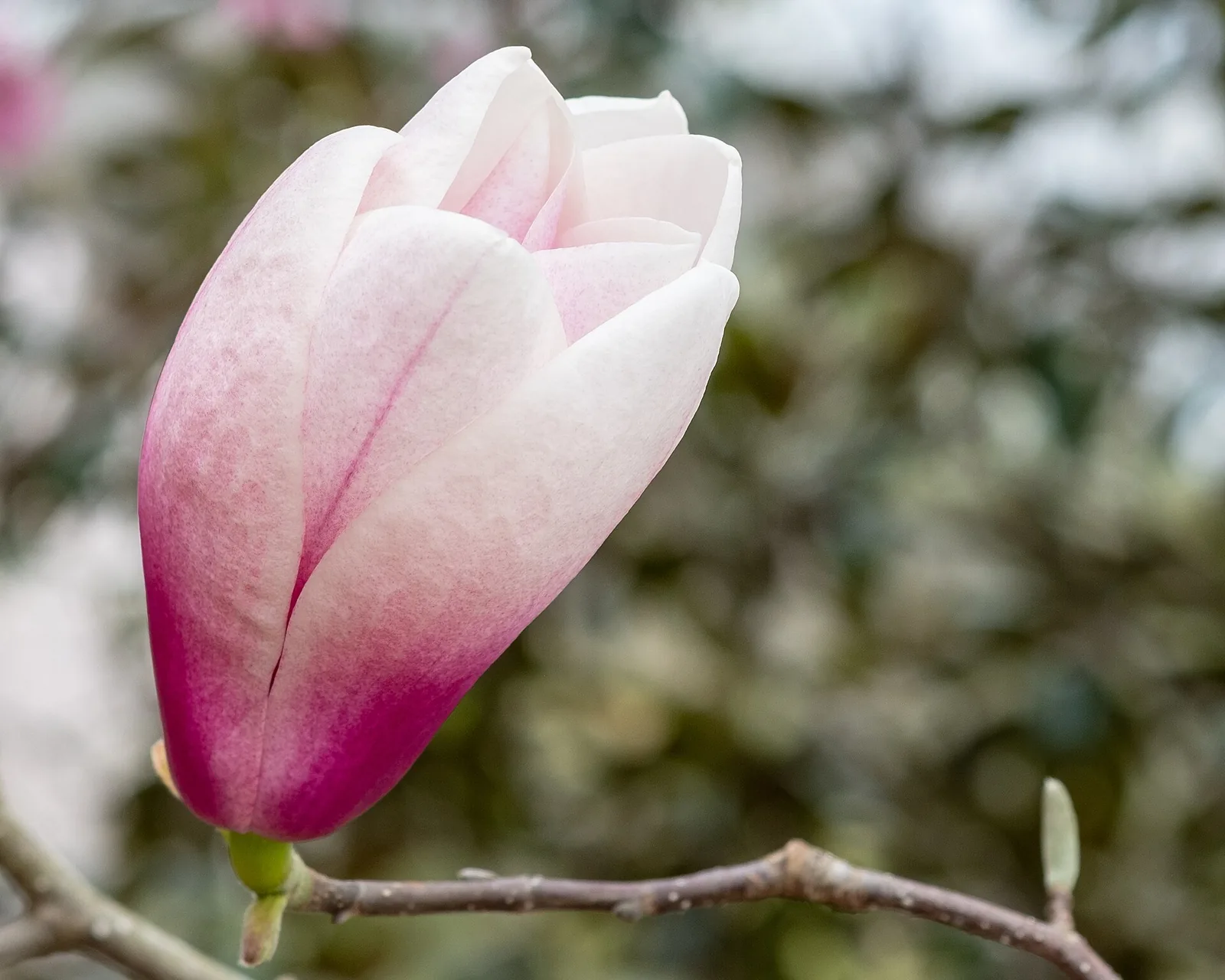 A pink magnolia bud in the gardens at Cheekwood Estate & Gardens in Nashville